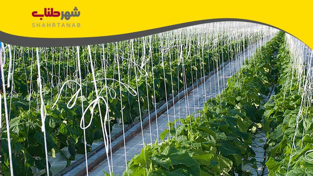 کاربرد طناب در گلخانه ارگانیک