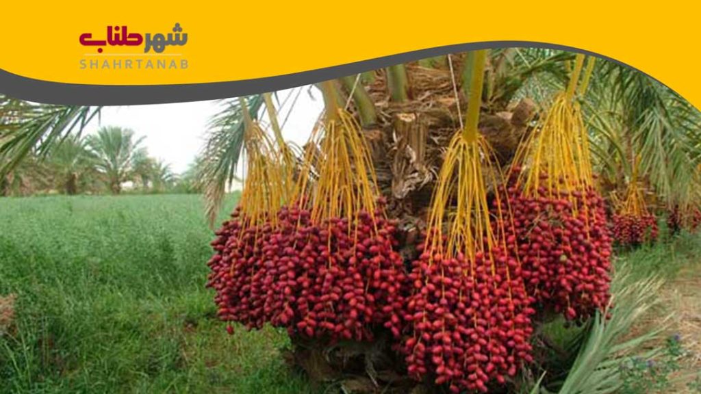 طناب خوشه بندی