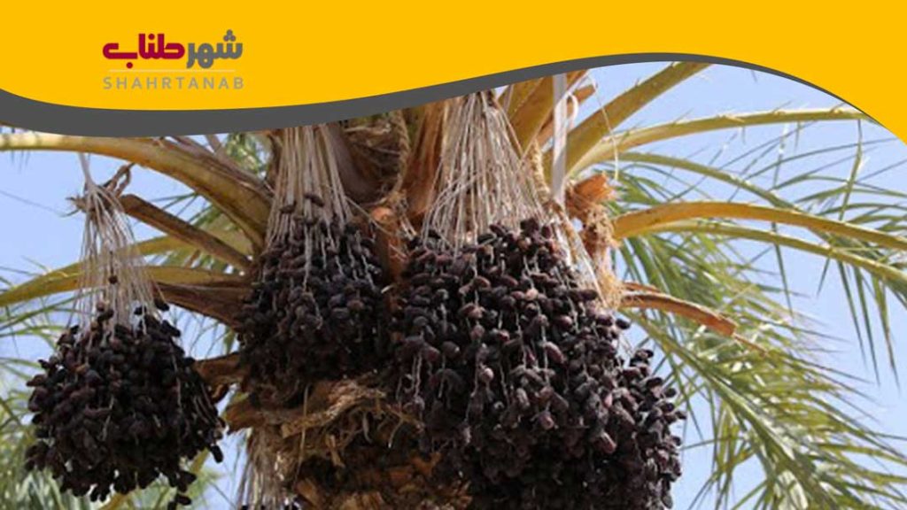 طناب خوشه بندی